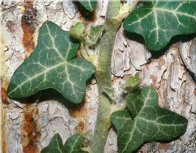 Hedera - Domande e Risposte Erboristeria