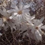 Fiori di magnolia stellata