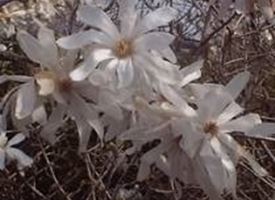 magnolia stellata