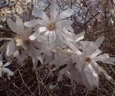 Fiori di magnolia stellata