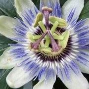 passiflora