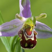 piante particolari
