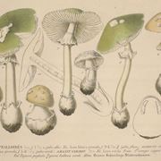 Illustrazione botanica di diverse specie del genere Agaricus