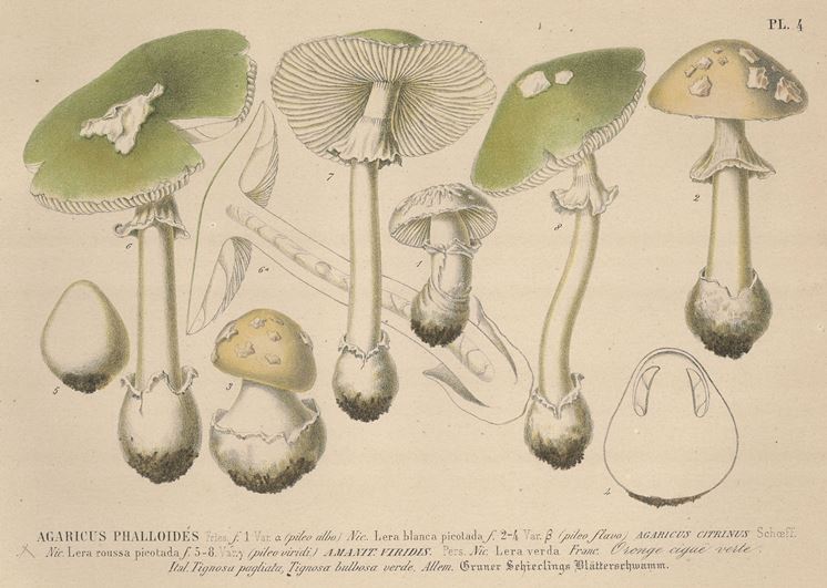 Illustrazione botanica di diverse specie del genere Agaricus