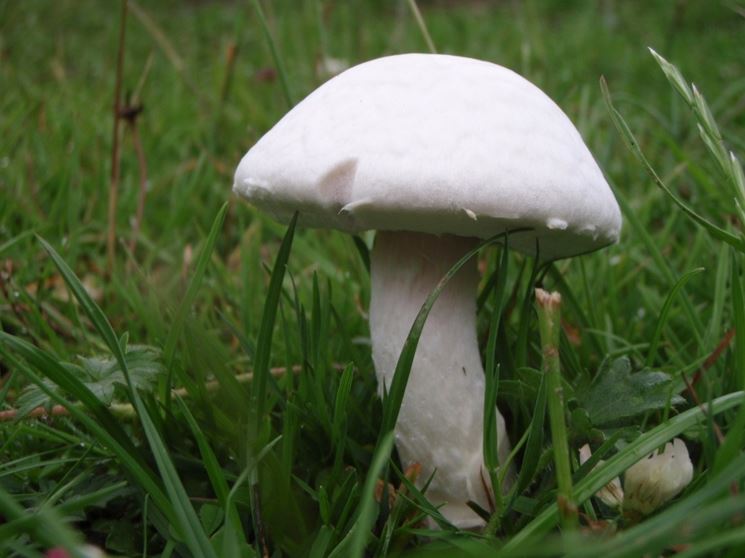 Un esemplare di Agaricus campestris