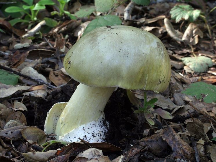 Un esemplare della velenosa Amanita phalloides, che si pu scambiare per Agaricus campestris