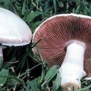 agaricus campestris