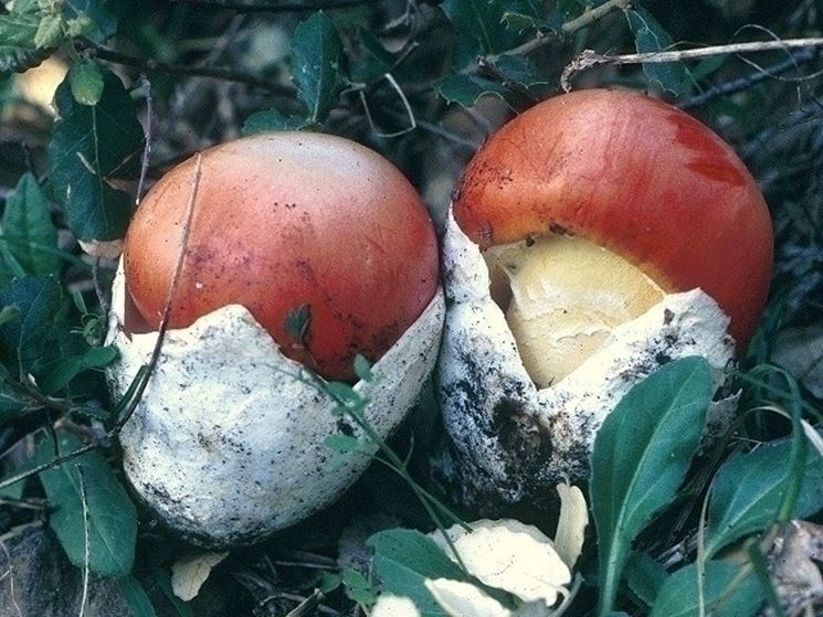 Ovuli di Amanita caesarea