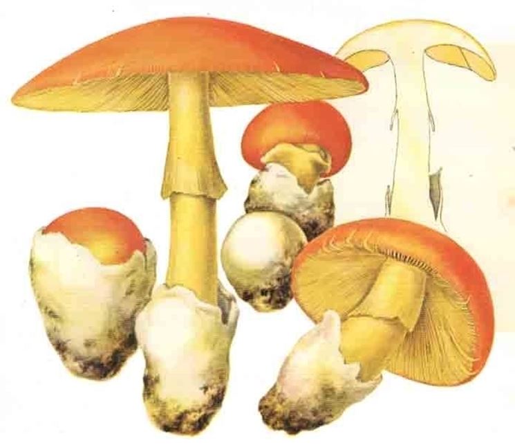 Illustrazione botanica dell'Amanita caesarea