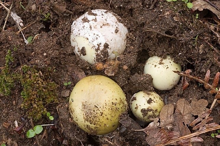 Ovuli di Amanita phalloides, che si confondono con facilit con quelli di Amanita caesarea