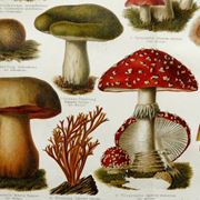 Illustrazione di alcuni funghi, tra i quali si trova l'Amanita muscaria