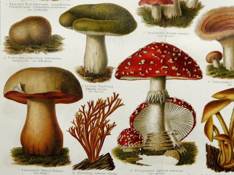 Illustrazione di alcuni funghi, tra i quali si trova l'Amanita muscaria