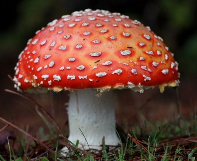 Un esemplare di Amanita muscaria