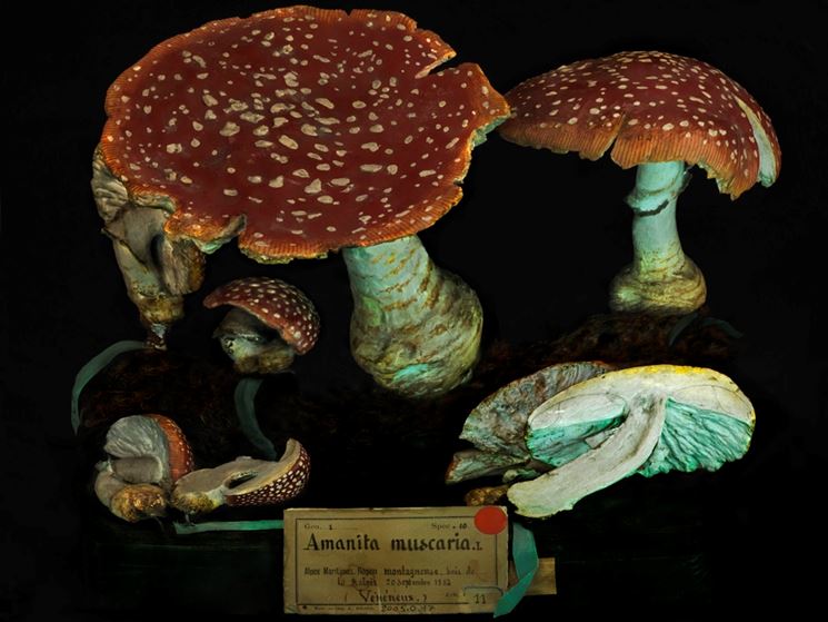 Sezioni di un esemplare di Amanita muscaria