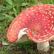 muscaria