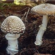 Amanita pantherina