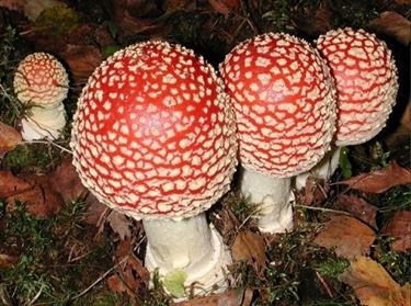 Amanita muscaria