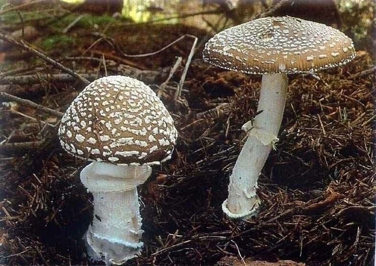 Amanita pantherina