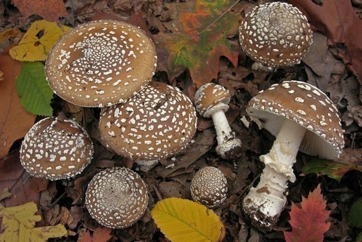 Lamelle e bulbo dell'amanita pantherina