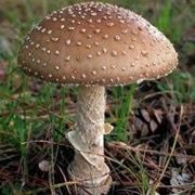 amanita pantherina