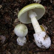 L' amanita phalloides