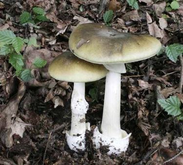 Amanita phalloides in bosco di conifere