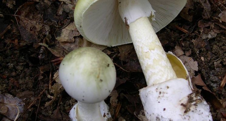 L' amanita phalloides