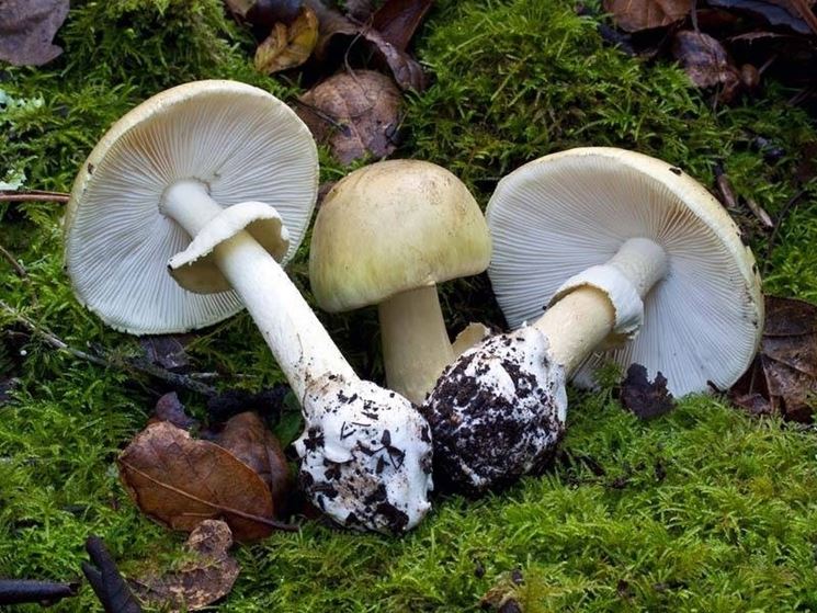 Lamelle e cappello dell'Amanita Phalloides