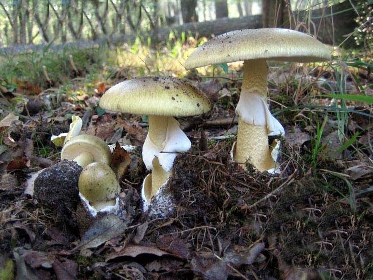 Particolare del cappello di Amanita Phalloides