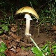 amanita falloide