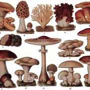 Illustrazione botanica di vari tipi di funghi commestibili