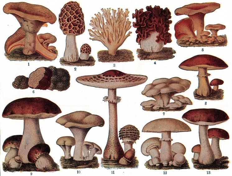 Illustrazione botanica di vari tipi di funghi commestibili