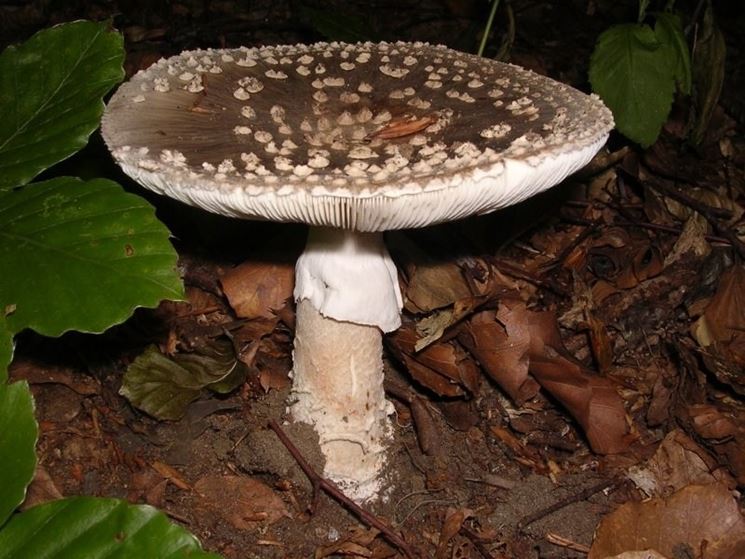 Come appare il cappello dell'Amanita rubescens