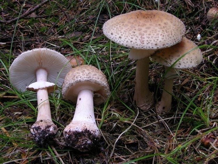 Diversi esemplari di Amanita rubescens