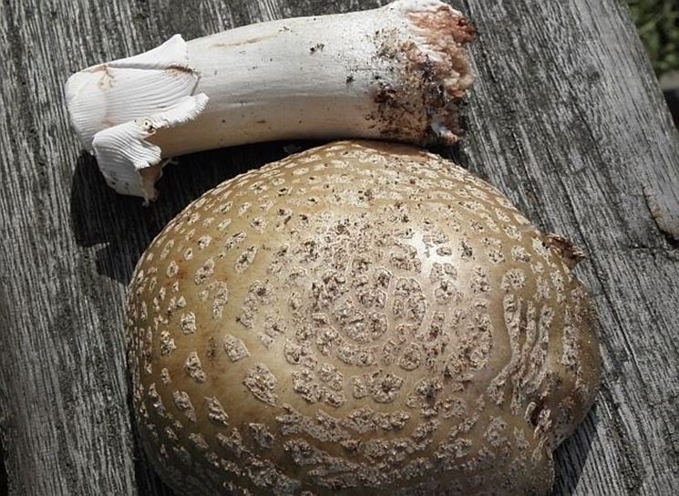 Amanita rubescens pronta da cuocere