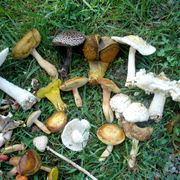 Alcuni esemplari di funghi velenosi, tra i quali l'Amanita verna