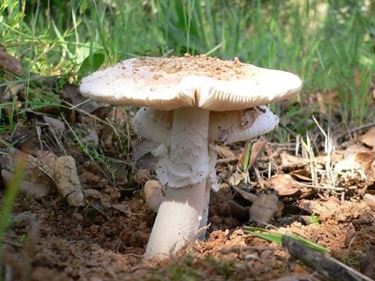 Un esemplare di Amanita verna