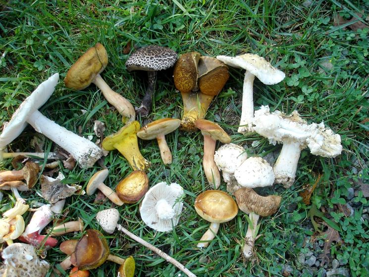 Alcuni esemplari di funghi velenosi, tra i quali l'Amanita verna