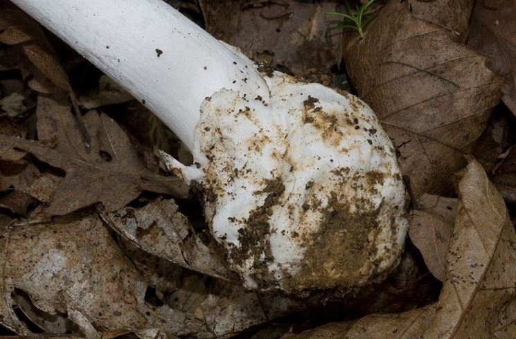 La ben evidente volva dell'Amanita verna