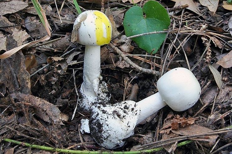 Amanita verna con il cappello ingiallito:  molto velenosa