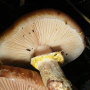 L'anello che d all'Armillaria mellea il suo nome