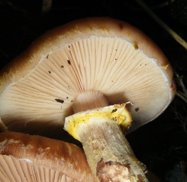 L'anello che d all'Armillaria mellea il suo nome