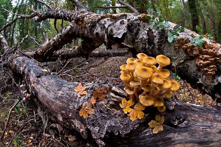 L'Armillaria mellea si sviluppa spesso su tronchi morti