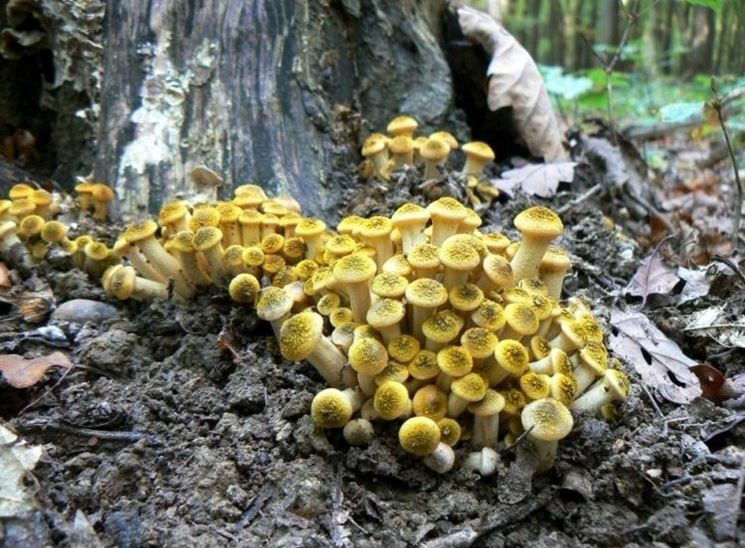 Gruppo di funghi Armillaria gallica, facilmente confondibili con l'Armillaria mellea