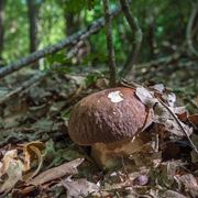 Diversi funghi di genere Boletus