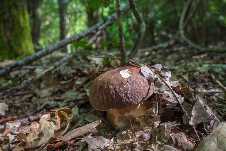 Diversi funghi di genere Boletus