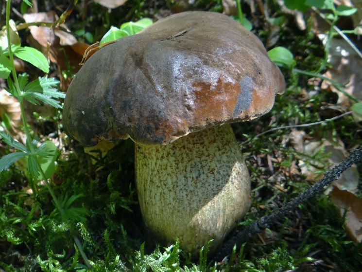 Un esemplare di Boletus aereus