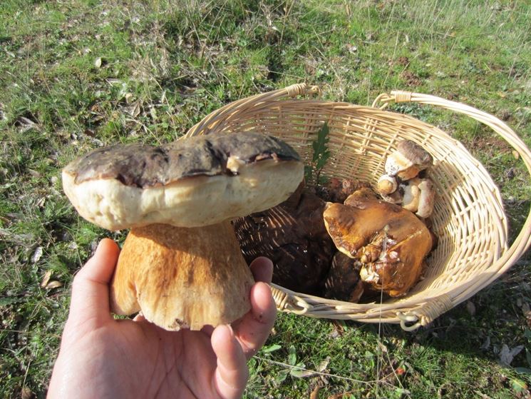 Una buona raccolta di Boletus aereus