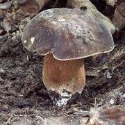 boletus aereus