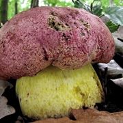 Un esemplare di boletus regius